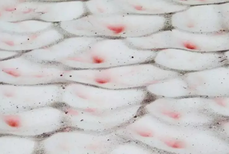 Nieve de sangre, cambio climático, qué es.jpg