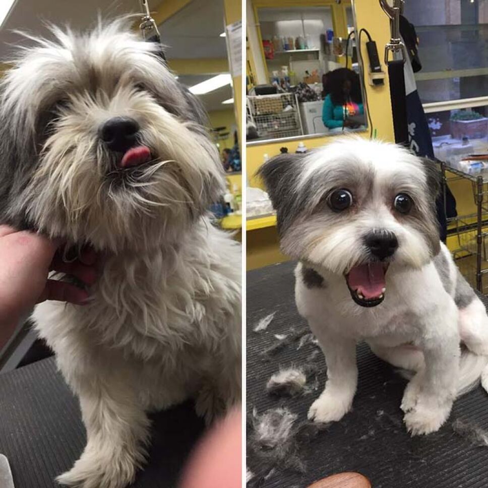 Perritos, refugio, pelo b.jpg