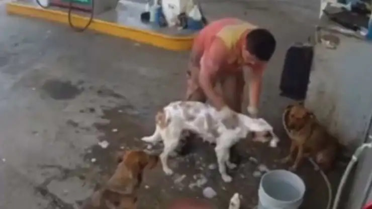 Lo despidierón por bañar perros callejeros