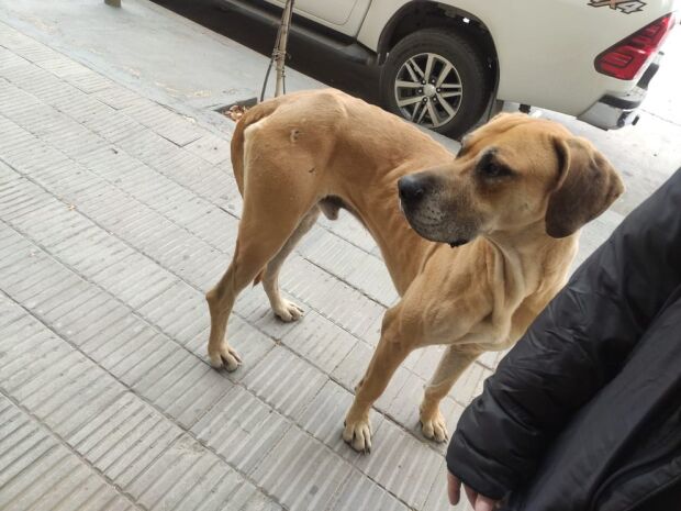 Regreso, perrito, casa.jpeg
