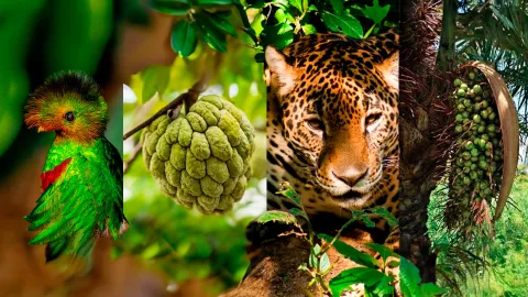 Día Internacional de la Diversidad Biológica