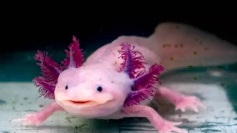 ¡Orgullo Nacional! Artista mexicano lleva un ajolote luminiscente gigante al festival Burning Man