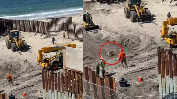 VIDEO: ¡Hasta el perro cruzó! Migrantes cruzan corriendo de Tijuana a EUA