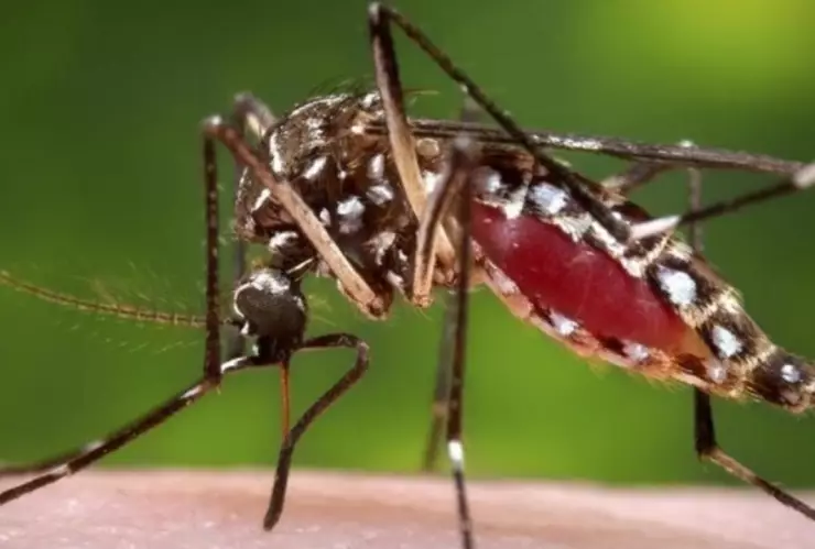 Todo lo que necesitas saber sobre el virus Oropouche que ‘azota’ Sudamérica