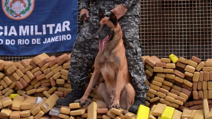 Hulk, perro policía de Brasil.