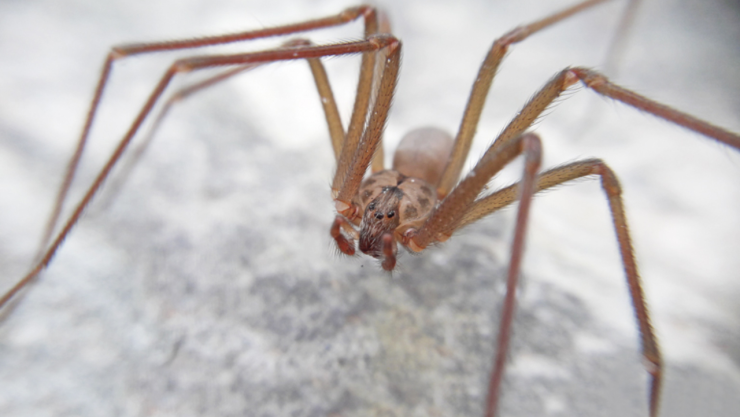 Muerde araña violinista a niño en Reynosa