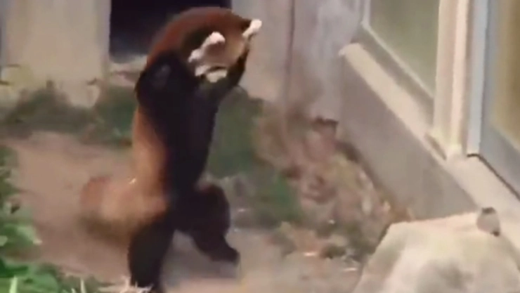 piedra CNDH consejero video