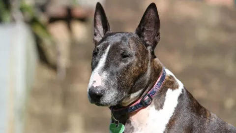 Bull Terriere ataca a una niña y le quita parte de la cara