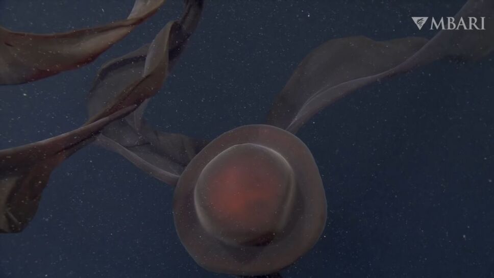 Medusa, fantasma, océano 1.jpg