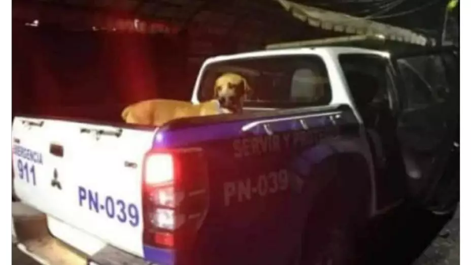 perrito_memes