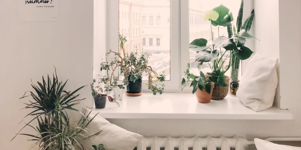 plantas limpian aire casa