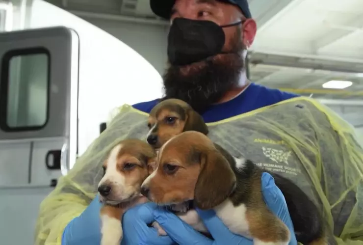 Salvan a 4 mil perritos beagle en EU; eran criados y vendidos para experimentos animales.