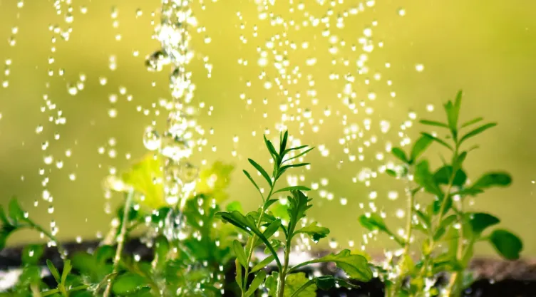 Regar las plantas con vinagre: beneficios y procedimiento.
