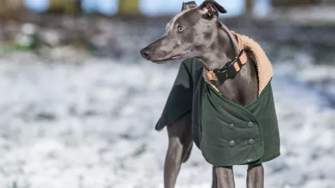 como-cuidar-mascotas-frio