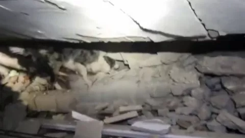 Perro mexicano rescata a una persona con vida en Turquía