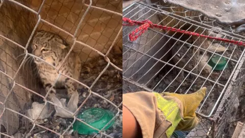 Capturan gato montés en casa de San Pedro Coahuila