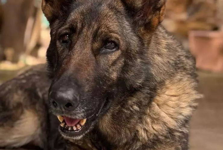 chispita-perrita-abandonada-en-tlalpan-cdmx-busca-hogar