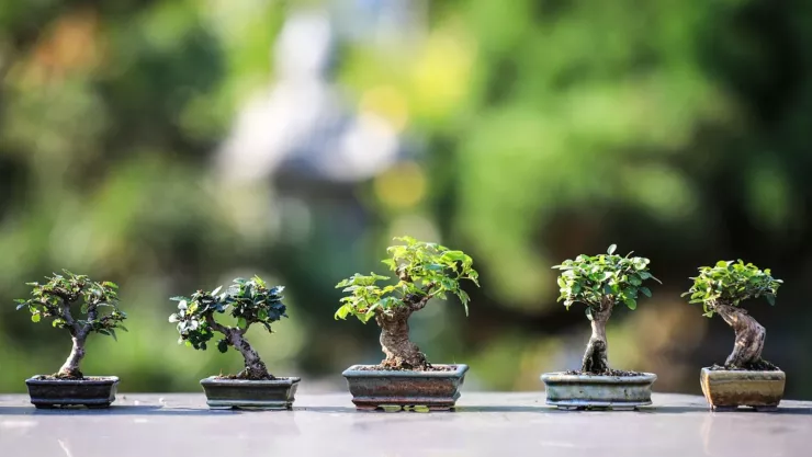 Los árboles de frutas que debes plantar en verano