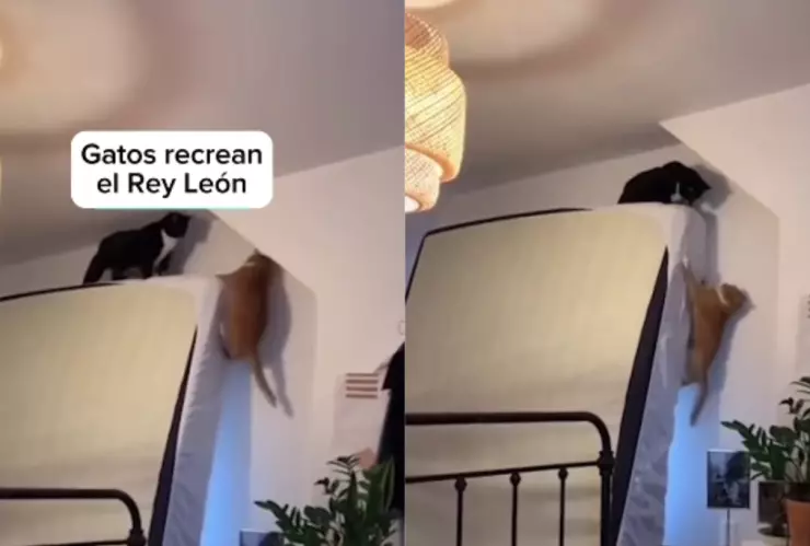 Dos gatos recrearon una escena icónica de El Rey León