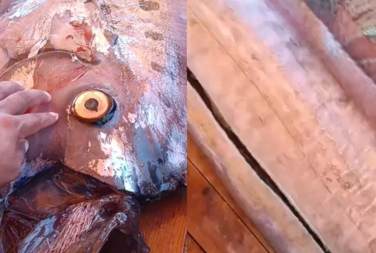 Capturan y manipulan pez remo en Sonora: descubren líquido verdoso cerca de la cabeza