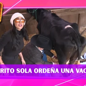 Pedro Sola ordeñando una vaca