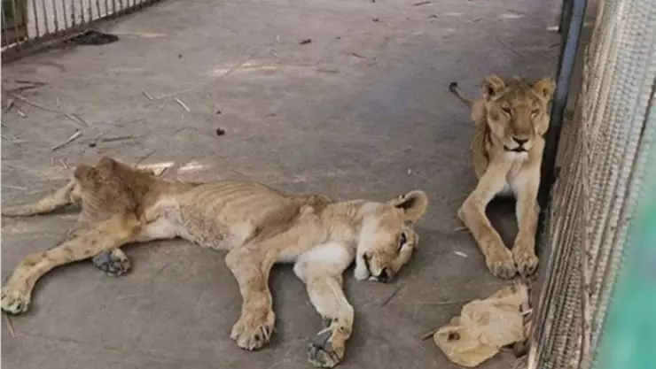 leones rescatados.jpg