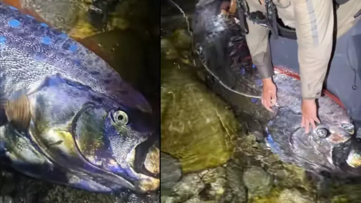 VIDEO: ¿Señal de un sismo? Aparecen dos peces remos en Baja California Sur