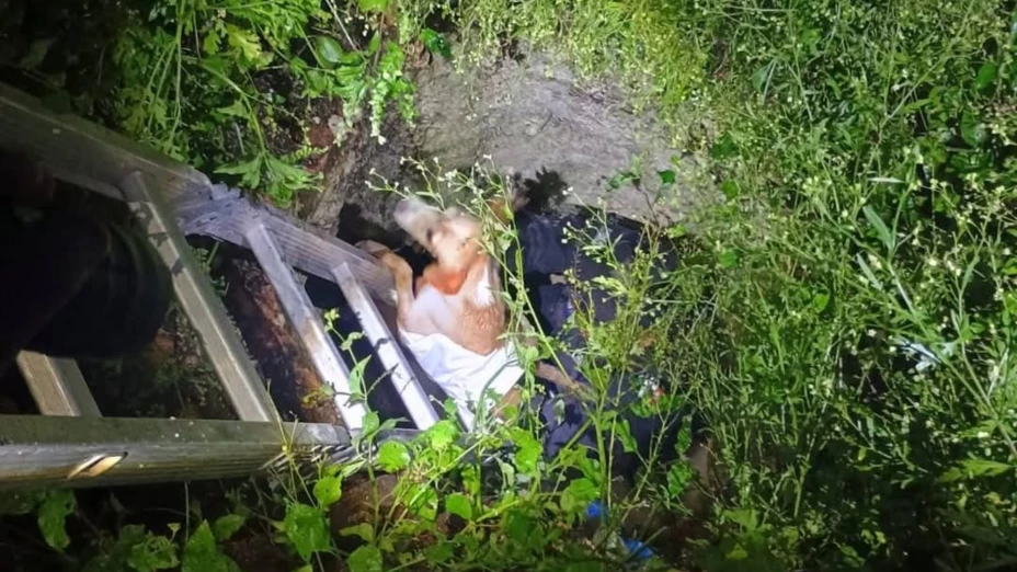 Ocurrió en Tizimín: Perrita CAE en profunda fosa y la policía va a su rescate; así terminó todo