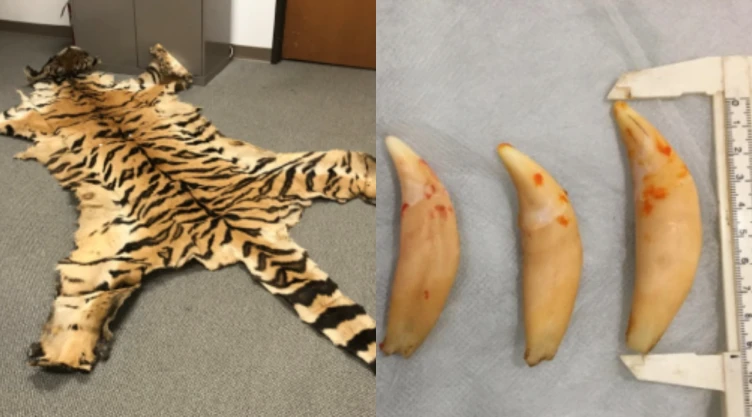 Piel de tigre extendida en el piso y tres dientes de león junto a una regla de medición, presentados como evidencia de tráfico de fauna silvestre.