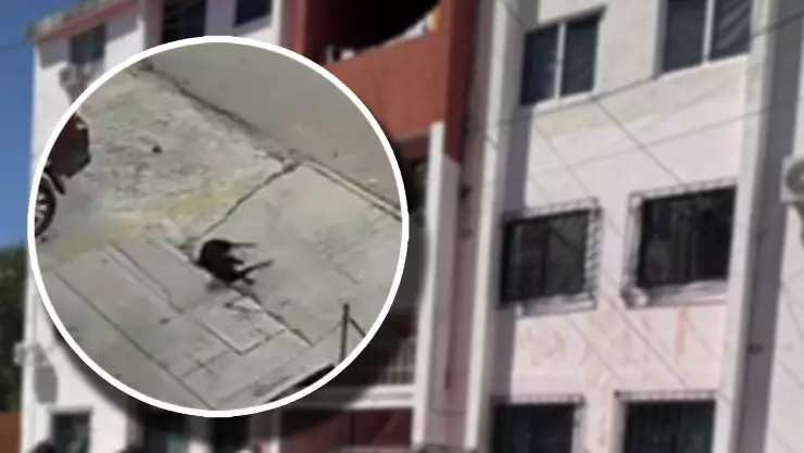 Perrito es violentamente lanzado desde un cuarto piso en la Región 96 de Cancún; esto se sabe.jpg