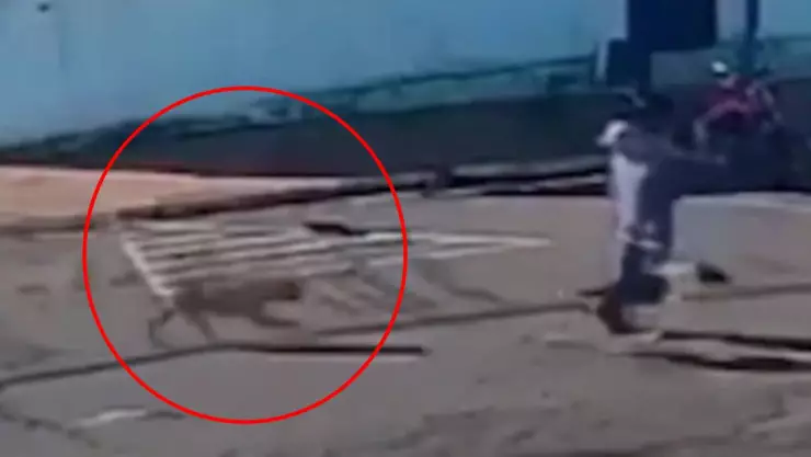 Atropellado por un perro