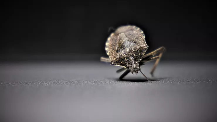 Enfermedad de chagas Qué es y cómo prevenirla