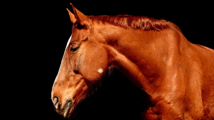 hombre golpea a su caballo en coronango puebla video