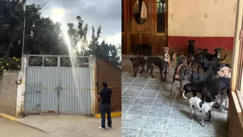 Perros Oaxaca