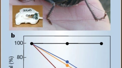 qué-son-grillos-mormones-plaga-ataca-campos-carreteras-casas-nevada-estados-unidos-video-plaga-cuerpo