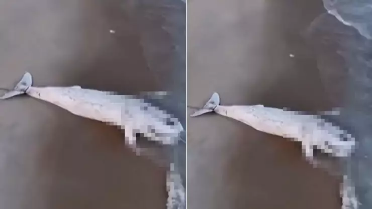 ballena jorobada video