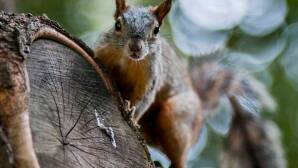 Ardilla peste bubónica.jpg