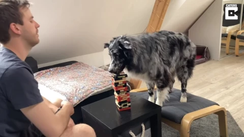 Perrito, Jenga, video.jpg