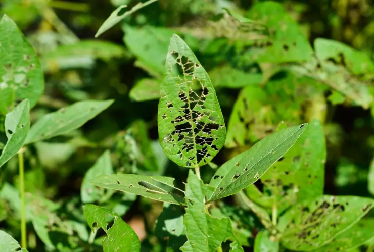 Estas plagas predominan en México durante la primavera