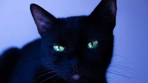 Tanto gatos negros como gatos blancos son utilizados por personas para rituales de sacrificio