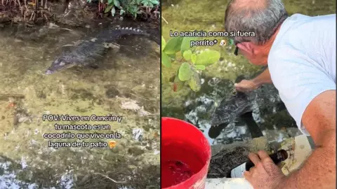 Hombre tiene como mascota a un cocodrilo en Cancún, vive en la laguna de su patio.jpg