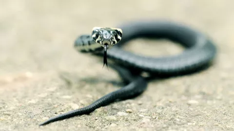 Serpiente, nacidos en 1953, 1965, 1977, 1989, 2001, 2013