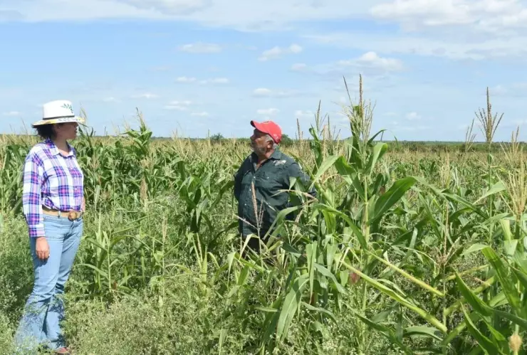Entregan tarjetas de Producción para el Bienestar en Quintana Roo; ¿cómo obtener el beneficio