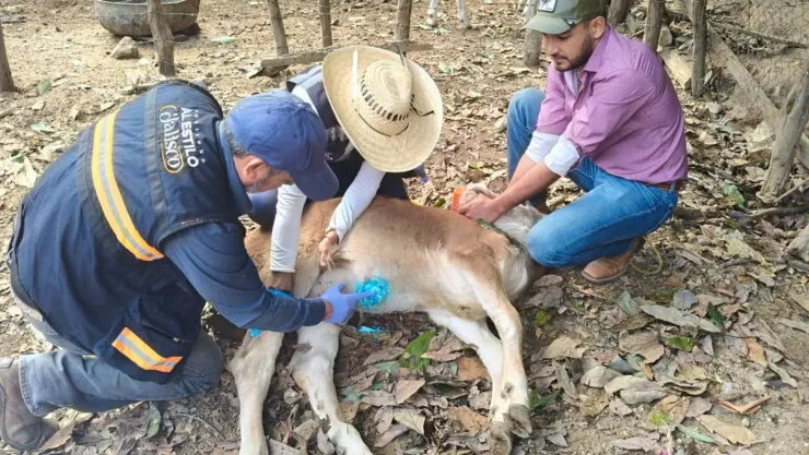 Detectan seis casos activos de gusano barrenador en Jalisco; dónde están los focos de infección