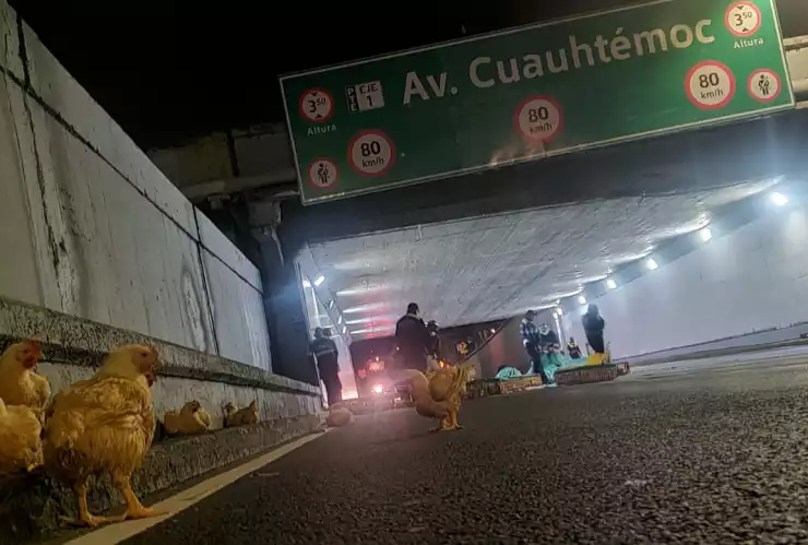 CAMIÓN CON POLLOS.jpeg