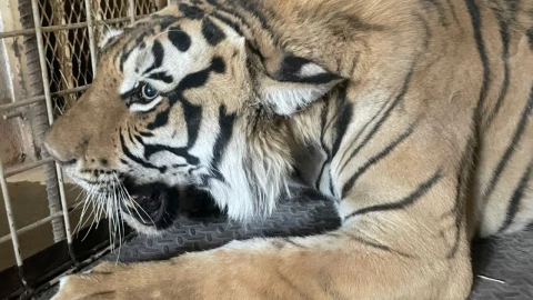 Un tigre de Bengala con pelaje anaranjado y rayas negras está acostado sobre una superficie metálica texturizada, apoyando su cabeza en sus patas delanteras. Tiene una melena blanca alrededor de su cara, con bigotes largos y blancos. El tigre está en un espacio enjaulado, con barrotes metálicos visibles en el fondo. Parece estar mirando hacia la izquierda de la imagen.