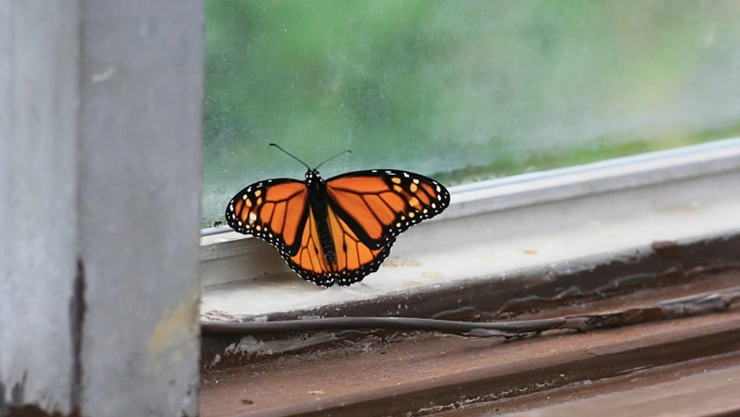 Esto significa cuando aparecen mariposas en tu casa
