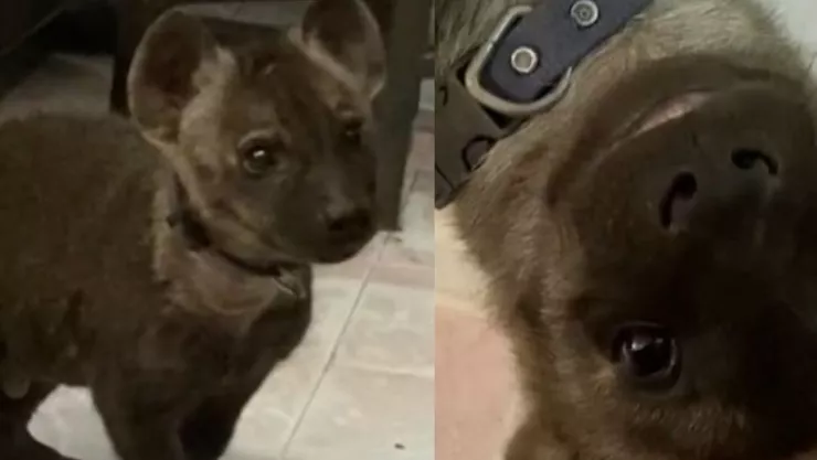 Mujer rescata una hiena tras confundirla con un perro