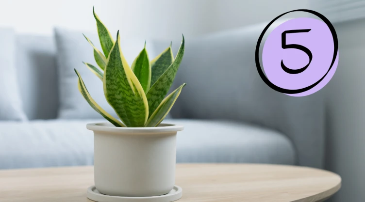 Sansevieria .png