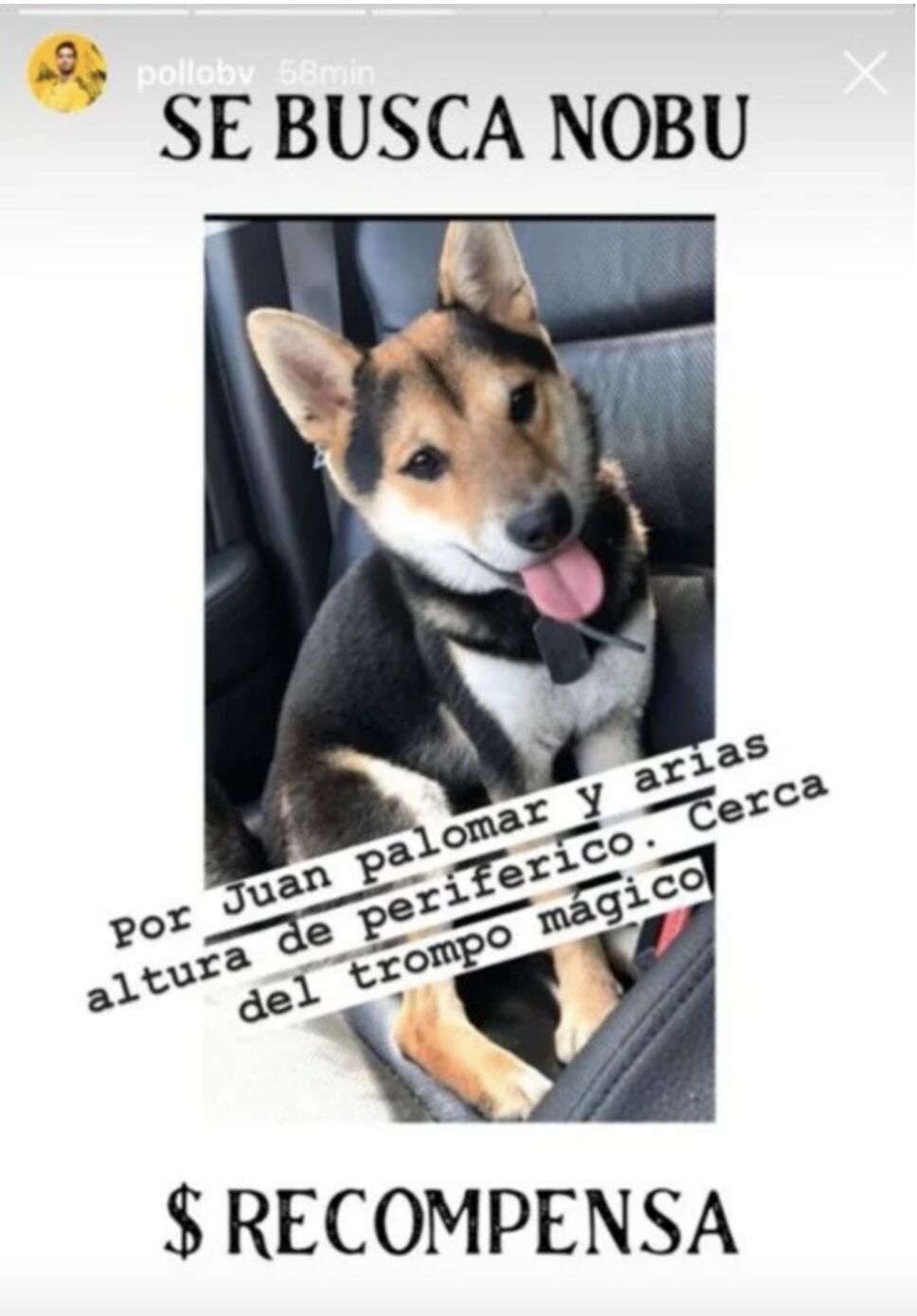nuba el perro de briseño